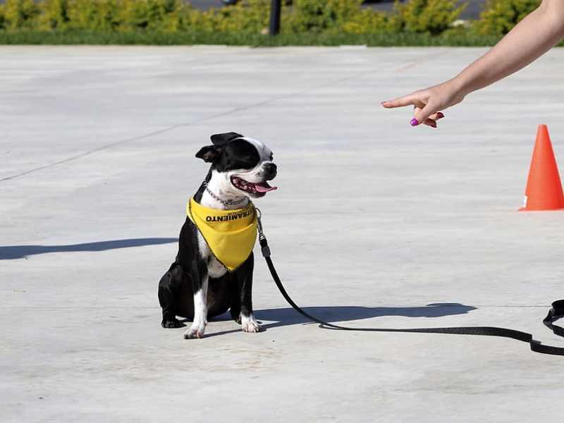 El efecto adiestrador de las&nbsp;RRSS